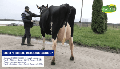 Дочери быка Барей